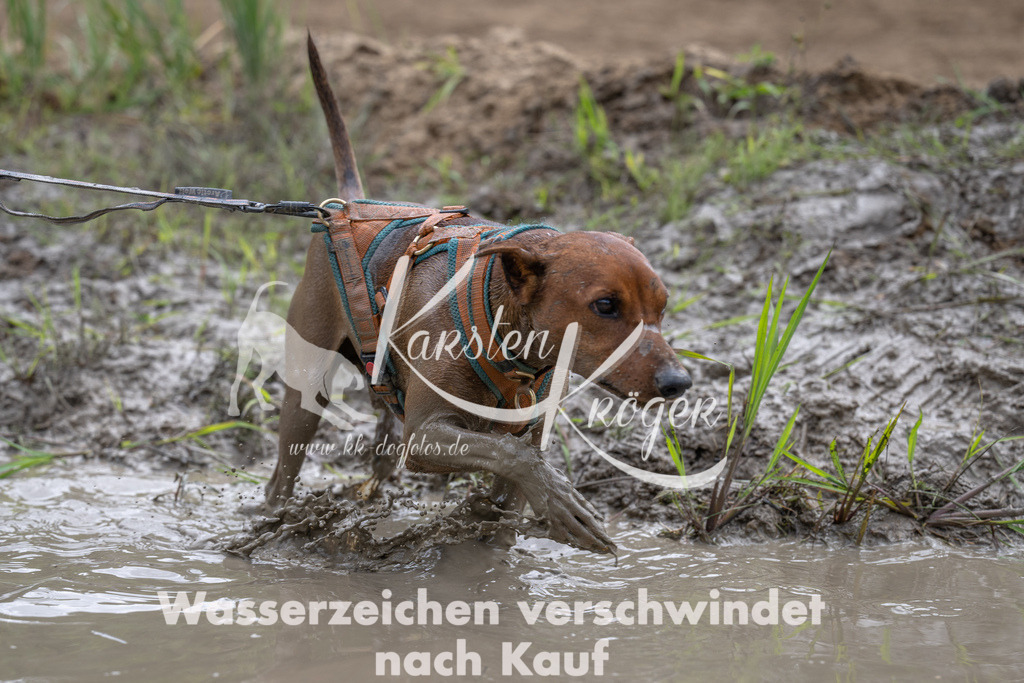 1239_ZZ90973 | kk-dogfotos