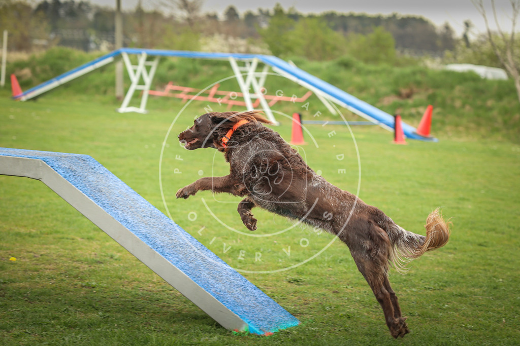 Pfotenfotografie_0L8A0927 | Hundefotografie, Tierfotograf, Pfotenfotografie, Fotoshooting Hund, Hunde Portrait, Hundesport, Hundeportraits, Heideshooting, Hunde, Sportfotograf, Hundefotograf, Turnierhundsport, THS,  - Realisiert mit Pictrs.com