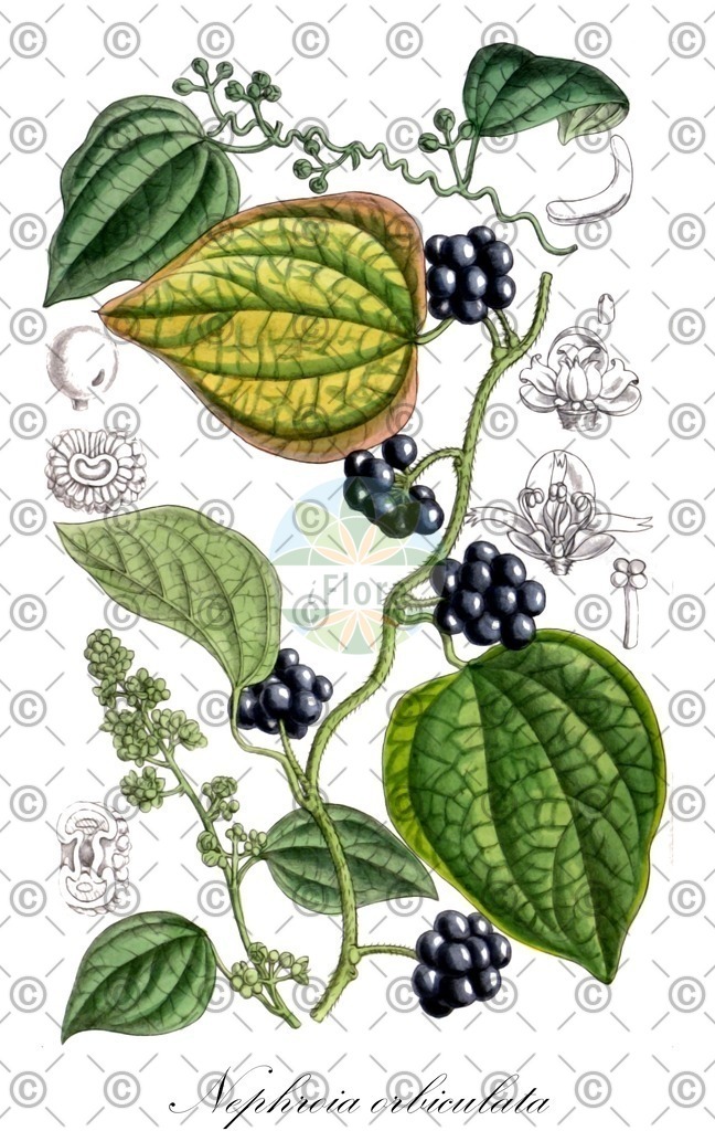 HistAbb_wfo-0001109173_1_ENZY_Simple | Historische Abbildung von Nephroia orbiculata - Menispermaceae | Historical Illustration of Nephroia orbiculata - Menispermaceae