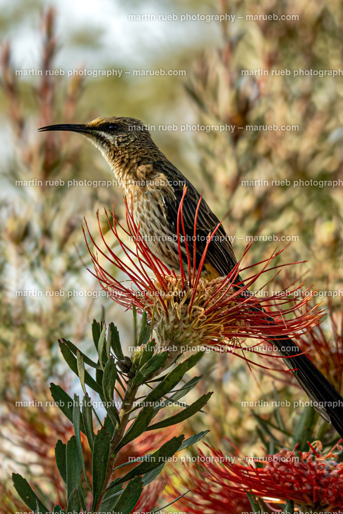 Promerop | Kaphonigfresser (Promerops) on a protea - Realisiert mit Pictrs.com