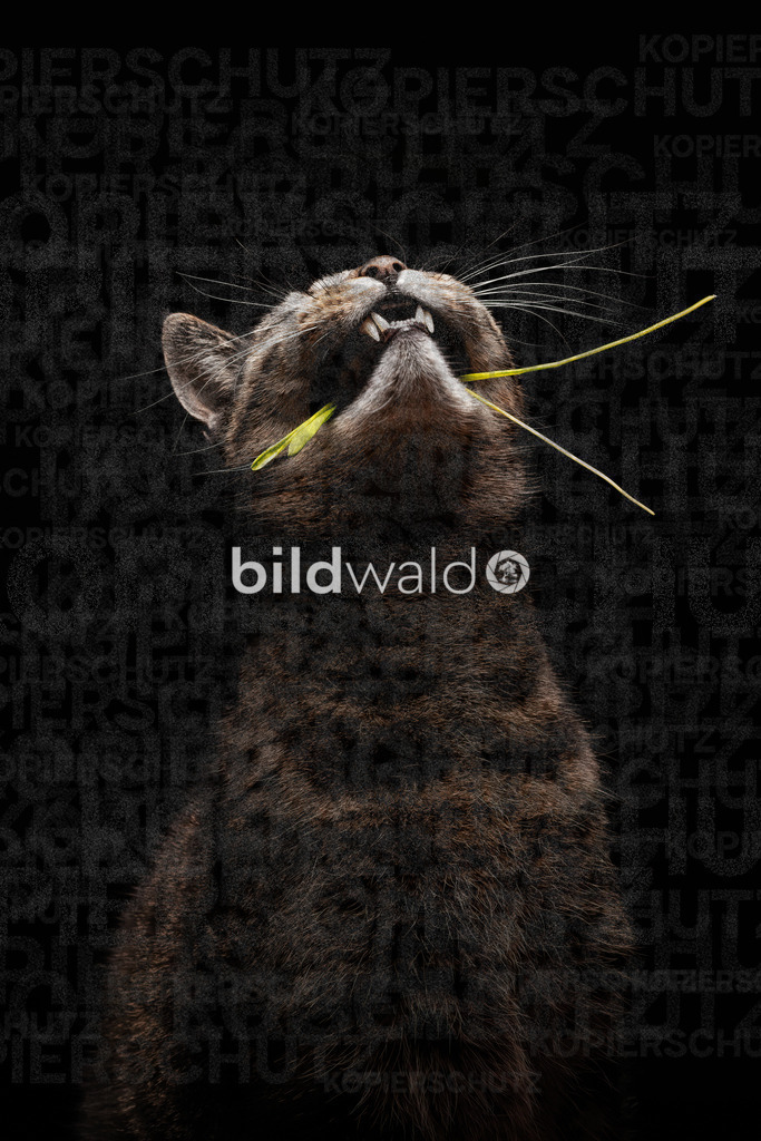 _BWT1468 | BILDWALD - eine Auswahl an Bildern von Thomas Perrotton zum bestellen und genießen. Alle Bilder von Thomas Perrotton - Alle Bilder mit einer SONY Kamera gemacht - SONY TAMRON SIGMA PHOTOSHOP LIGHTROOM BILDWALD Online kaufen Bilderwald Wandbilder - Realisiert mit Pictrs.com