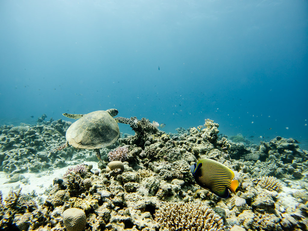 GOPR1122-Verbessert-RR | C:\DCIM\100GOPRO\GOPR1122.GPR - Realisiert mit Pictrs.com