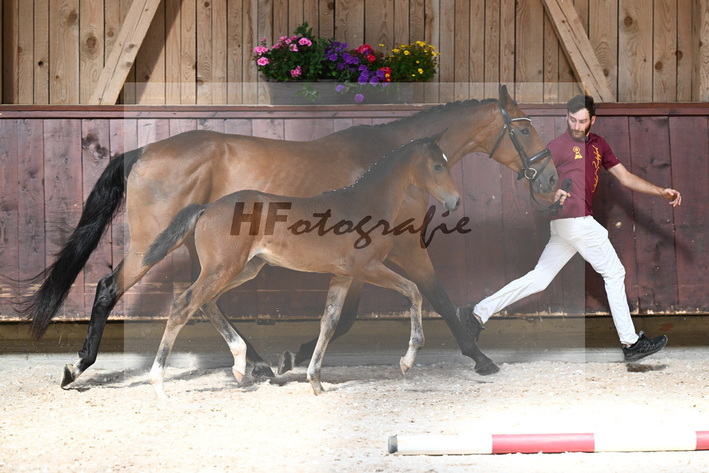 Kat-Nr. 18 SF Dream Royal x Bonifatius_Goldhofer_32240204 | hf-fotografie - Realizzato con Pictrs.com
