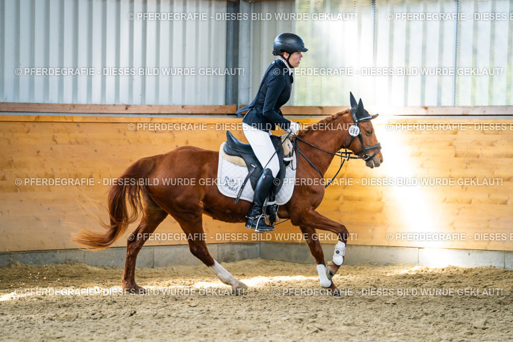 DSC02014 | Pferdegrafie