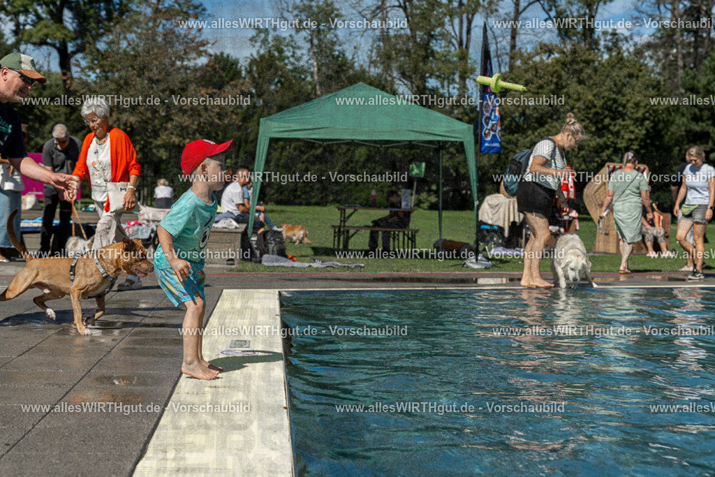 Hundeschwimmen_Volksbad_2026-allesWIRTHgut_Tierfotografie-2609061255-120551-7R500313 | Professionelle Tierfotografie in Mönchengladbach von Daniel Wirth (allesWIRTHgut). Liebevolle & natürliche Bilder von Hunden & Katzen für unvergessliche Erinnerungen.