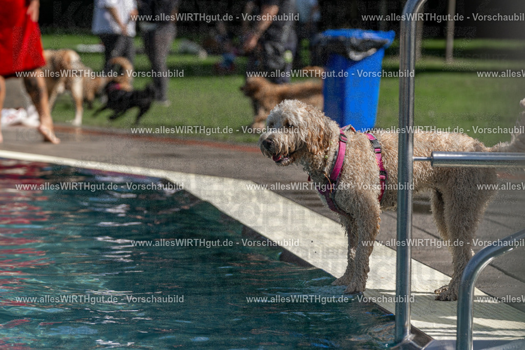 Hundeschwimmen_Volksbad_2026-allesWIRTHgut_Tierfotografie-2609061216-FAY06428 | Professionelle Tierfotografie in Mönchengladbach von Daniel Wirth (allesWIRTHgut). Liebevolle & natürliche Bilder von Hunden & Katzen für unvergessliche Erinnerungen.