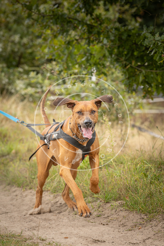 Pfotenfotografie_DV3A7761 | Hundefotografie, Tierfotograf, Pfotenfotografie, Fotoshooting Hund, Hunde Portrait, Hundesport, Hundeportraits, Heideshooting, Hunde, Sportfotograf, Hundefotograf, Turnierhundsport, THS,  - Realisiert mit Pictrs.com