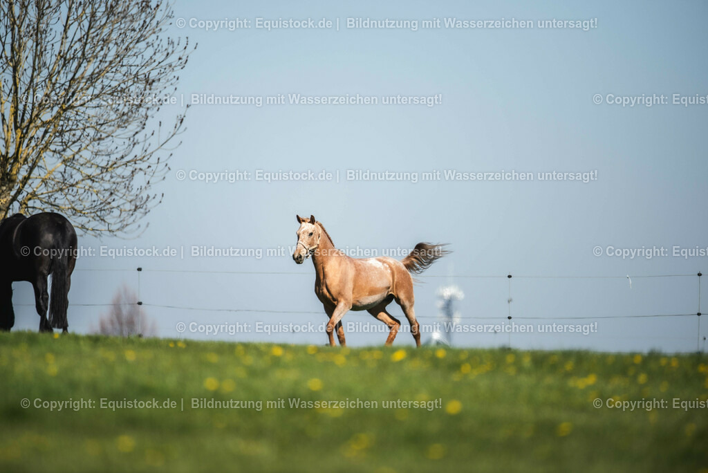 20210426_Pferd-auf-Koppel_0050 | equistock