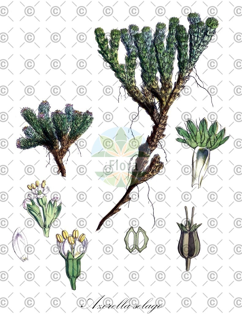 HistAbb_EMP_15297_1_SIMPLE | Historische Abbildung von Azorella selago - Apiaceae | Historical Illustration of Azorella selago - Apiaceae