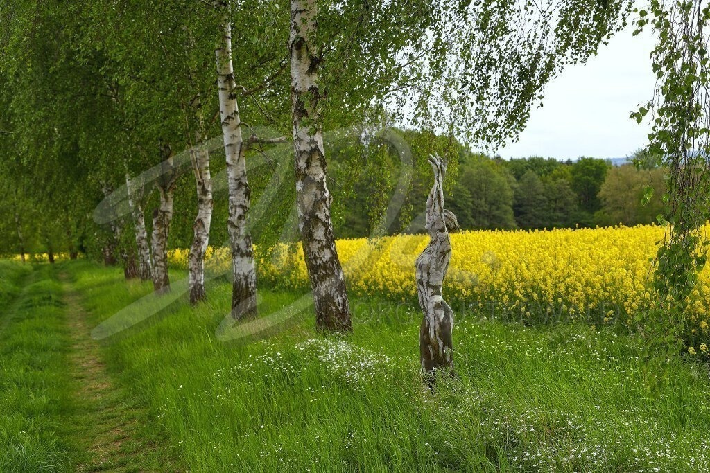 NatureArt-RAPSBIRKEN_5263a | Eine Birke mehr in der Reihe | #010 | Modell: Anastasia | Foto: Andreas Meier - Realisiert mit Pictrs.com