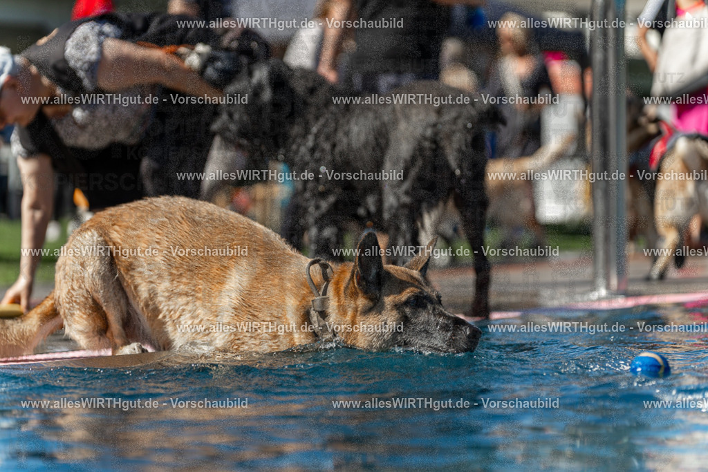 Hundeschwimmen_Volksbad_2026-allesWIRTHgut_Tierfotografie-2609061159-110959-7R500046 | Professionelle Tierfotografie in Mönchengladbach von Daniel Wirth (allesWIRTHgut). Liebevolle & natürliche Bilder von Hunden & Katzen für unvergessliche Erinnerungen.