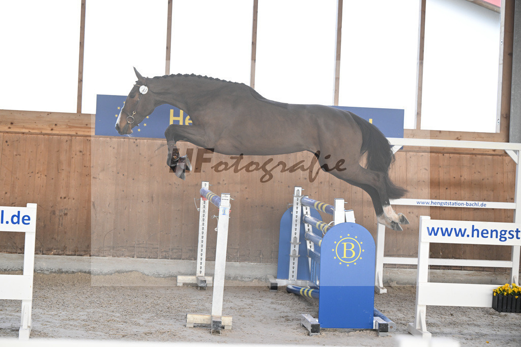 Kat-Nr. 37 Agana Filippa Z v. Aganix Du Seigneur_Schwendinger_14260911 | hf-fotografie - Realizzato con Pictrs.com