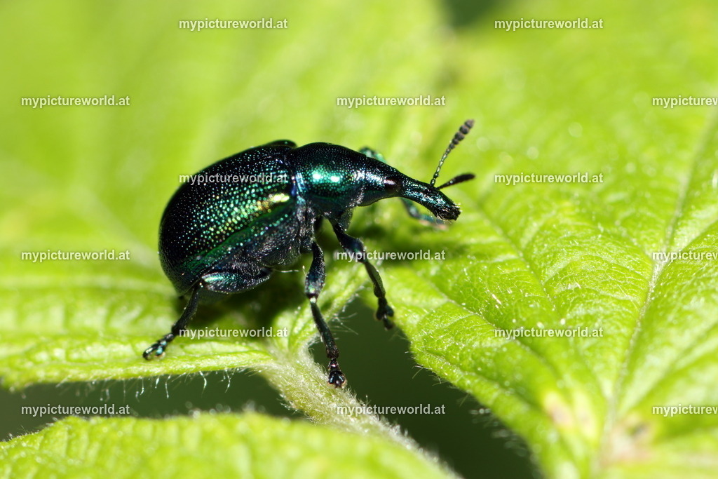 Byctiscus betulae-001 | Das Bilderarchiv über Tiere, Planzen und Landschaften. In der Bilddatenbank finden Sie ein große Auswahl an hochwertigen Bilder für Ihre Werbung - Realisiert mit Pictrs.com