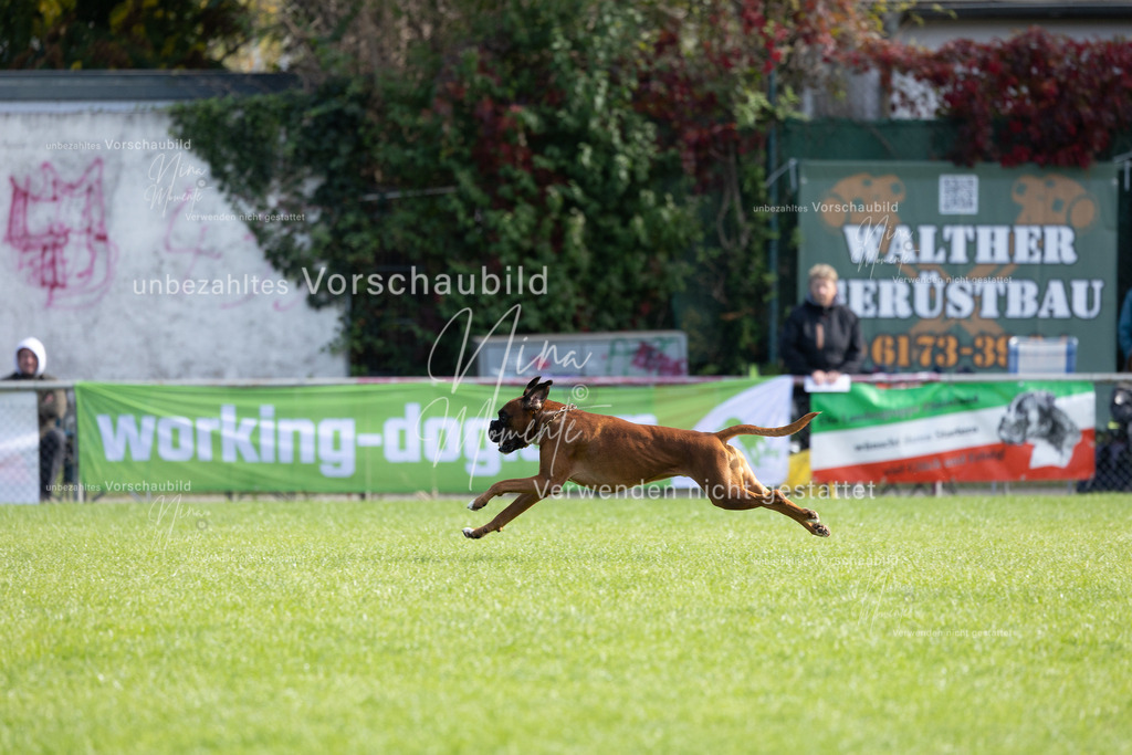 _16A6796 | Einzigartige Fotos von Hunden & Menschen –Actionfotos, Portraits, Vereinsaufnahmen & Paarshootings – authentisch, lebendig & mit Herz.