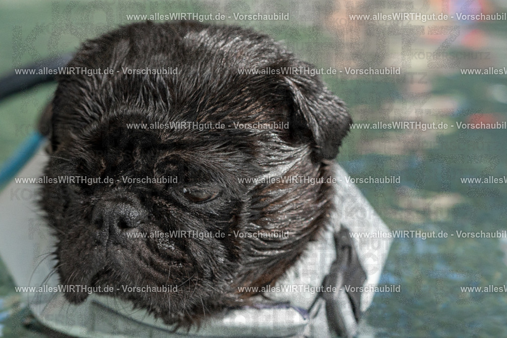 Hundeschwimmen_Volksbad_2026-allesWIRTHgut_Tierfotografie-2609061446-FAY06995 | Professionelle Tierfotografie in Mönchengladbach von Daniel Wirth (allesWIRTHgut). Liebevolle & natürliche Bilder von Hunden & Katzen für unvergessliche Erinnerungen.