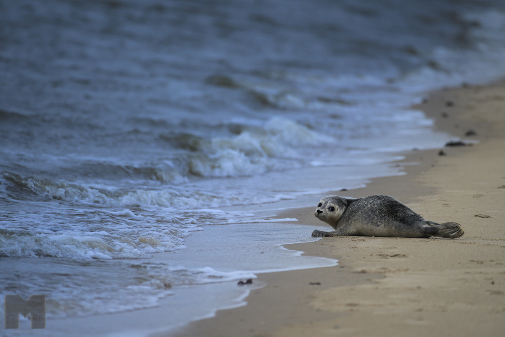 Seehund | Landschafts- und Tierfotografie zu allen Jahreszeiten. Und immer die Schönheit des Lichtes im Auge... - Realisiert mit Pictrs.com