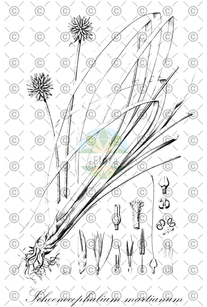 HistAbb_EMP_7720533_SRC_Schlechtendal_FLORAD_SIMPLE | Historische Abbildung von Schoenocephalium martianum - Rapateaceae | Historical Illustration of Schoenocephalium martianum - Rapateaceae