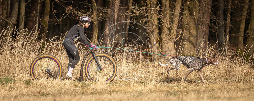 DV3A4677 | Hundefotografie, Tierfotograf, Pfotenfotografie, Fotoshooting Hund, Hunde Portrait, Hundesport, Hundeportraits, Heideshooting, Hunde, Sportfotograf, Hundefotograf, Turnierhundsport, THS,  - Realisiert mit Pictrs.com