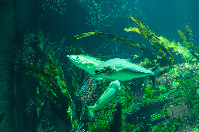 _DSC1316 | Shop für Prints Landschaftsfotografie Sächsische Schweiz Naturfotografie in Thüringen Fotos vom Findlingspark Nochten Kloster Sankt Marienstern Bilder Festung Königstein PanoramaRhododendronpark Kromlau FotogalerSchleswig-Holstein Küstenlandschaften