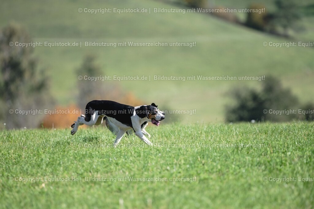 20251011_Jagd-Marbach_0381 | Foto: Thomas Hartig