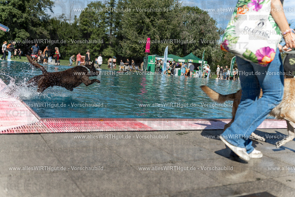Hundeschwimmen_Volksbad_2026-allesWIRTHgut_Tierfotografie-2609061158-110850-7R500026 | Professionelle Tierfotografie in Mönchengladbach von Daniel Wirth (allesWIRTHgut). Liebevolle & natürliche Bilder von Hunden & Katzen für unvergessliche Erinnerungen.