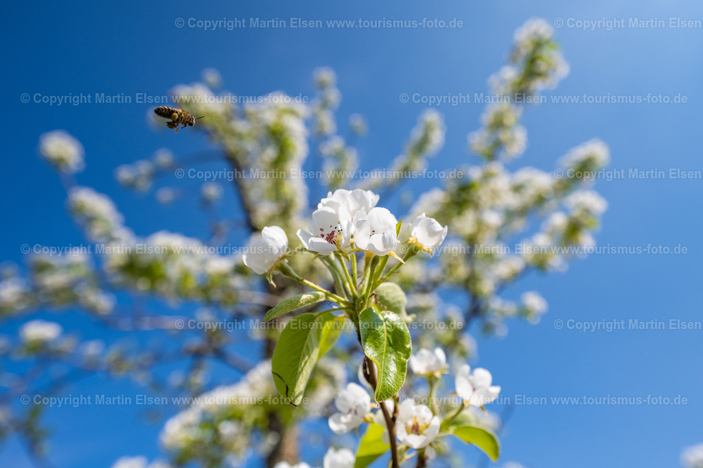 Altes Land Biene Birnenblüte_ELS_9851230423 | Fotos aus den Touristenorten aus Norddeutschland. - Realisiert mit Pictrs.com