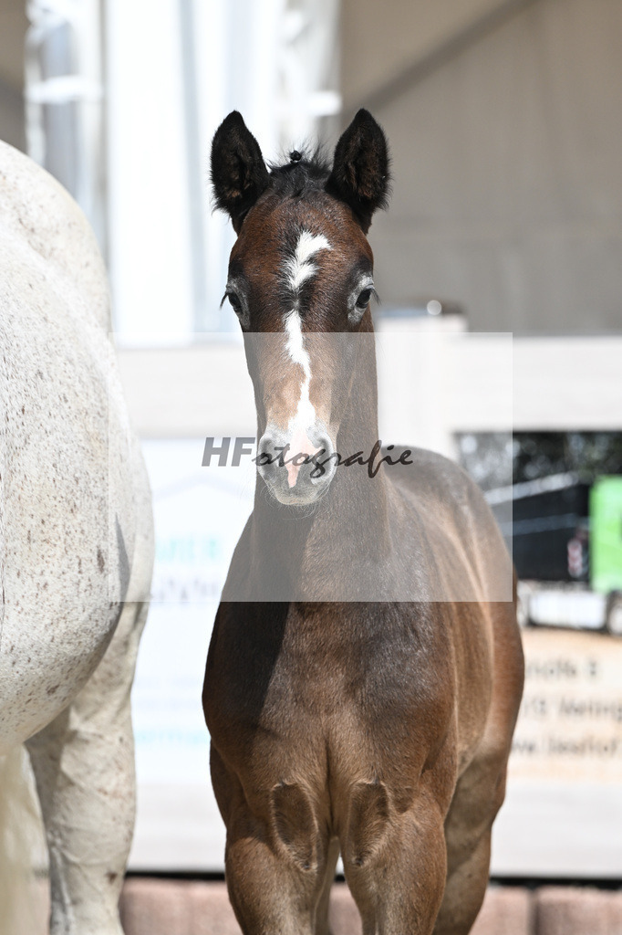 Dia Corrado x Carpalo_HF_Stierle_12250275 | hf-fotografie - Realisiert mit Pictrs.com