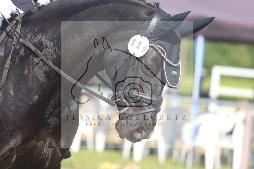 IMG_2541 | jessicahollubetz_pferdephotographie - Realisiert mit Pictrs.com