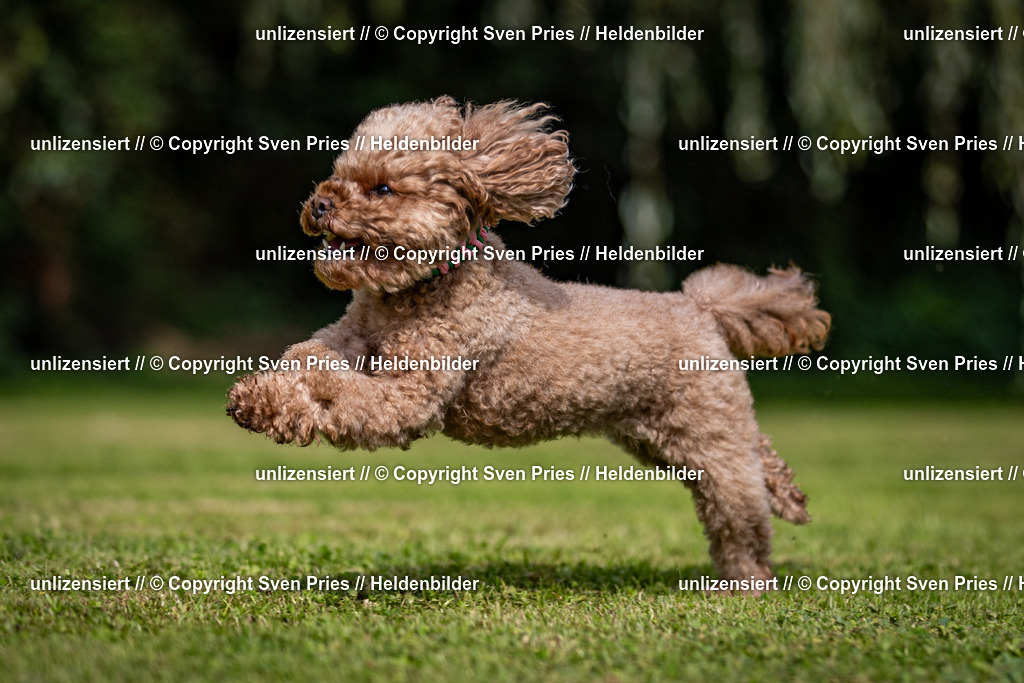 Sven Pries | 2024-09-22 - Hunderennen Baden-BadenPudelverein - Realisiert mit Pictrs.com