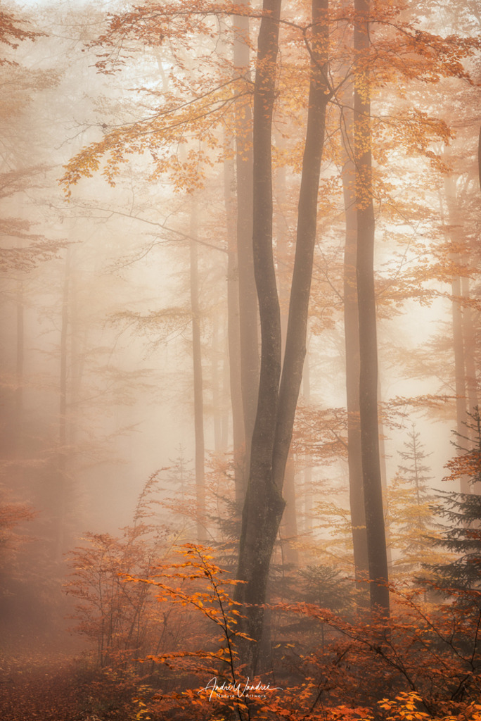 Goldener Herbst | Andre Wandrei - Nature Artworx - Realisiert mit Pictrs.com
