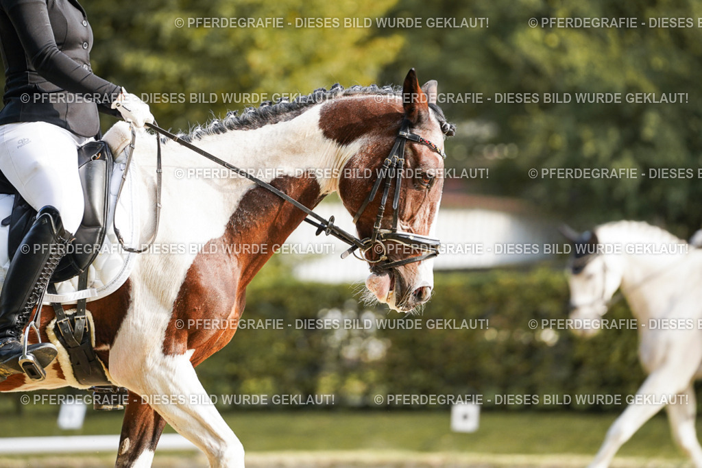 DSC05732 | Pferdegrafie