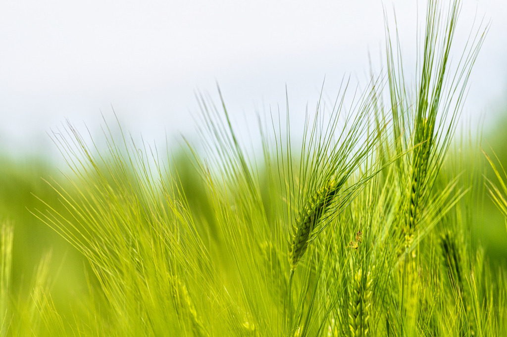 2022_05_31_DSC1946 | Hochwertig gedruckte Fotografien für die Wand, als Kalender und zum Verschenken. Hamburg & Norddeutschland und überall wo ich mit der Kamera unterwegs war.