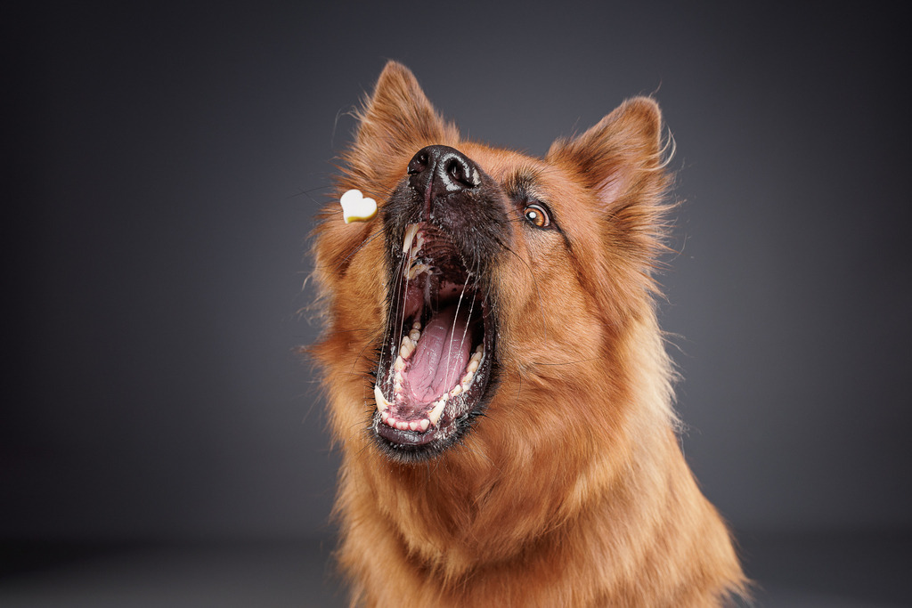 Hundefotografie im Professionellen Heimstudio | Hundefotografie mit professioneller Blitzanlage 