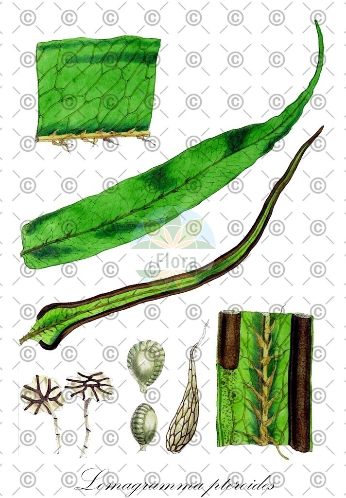 HistAbb_wfo-0001107065_1_ENZY_Simple | Historische Abbildung von Lomagramma pteroides - Dryopteridaceae | Historical Illustration of Lomagramma pteroides - Dryopteridaceae