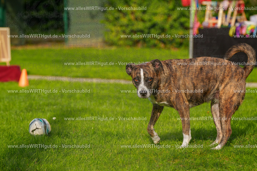Hundeschwimmen_Grefrath_2026-allesWIRTHgut_Tierfotografie-15_27-FAY01293 | Professionelle Tierfotografie in Mönchengladbach von Daniel Wirth (allesWIRTHgut). Liebevolle & natürliche Bilder von Hunden & Katzen für unvergessliche Erinnerungen.
