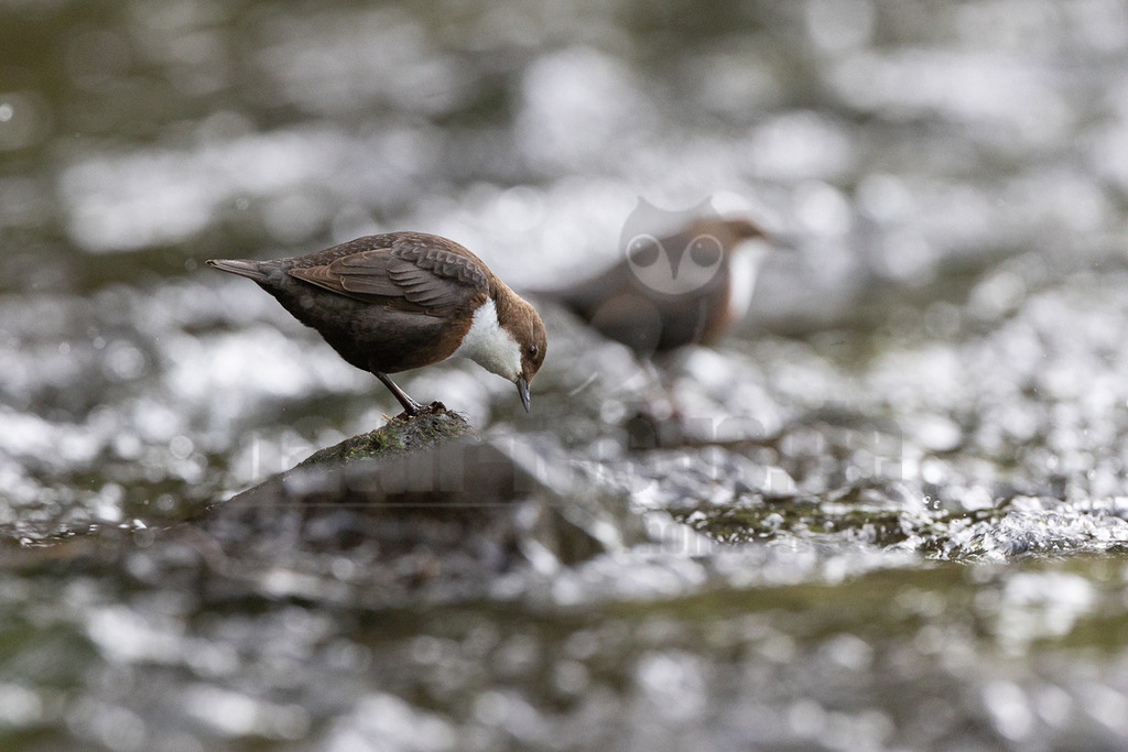 R6M31751_20260502 | Eine Wasseramsel (Cinclus cinclus) sitzt auf einem moosbewachsenen Felsen in einem schnell fließenden Bach und blickt ins Wasser, vermutlich auf der Suche nach Nahrung. Im unscharfen Hintergrund ist eine weitere Wasseramsel zu erkennen, die ebenfalls im Wasser steht. Die Interaktion besteht in der Nahrungssuche im fließenden Gewässer. - Realisiert mit Pictrs.com