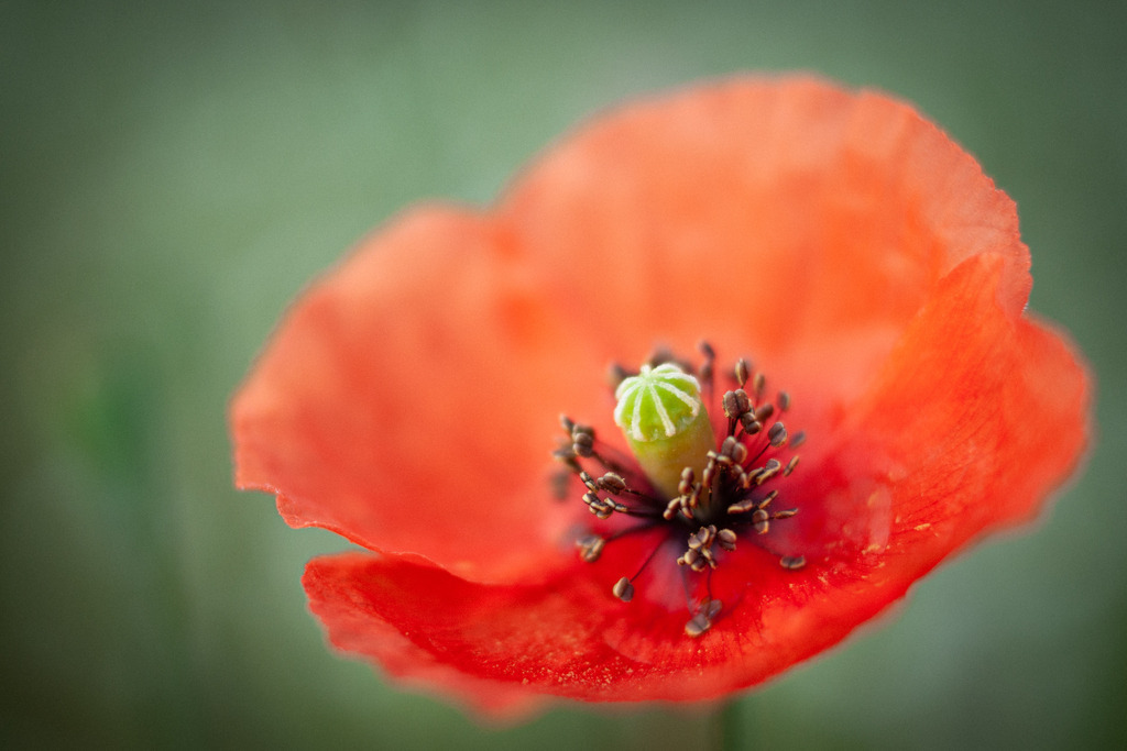 DSC_1932 | kaefersammler_roy - Realisiert mit Pictrs.com