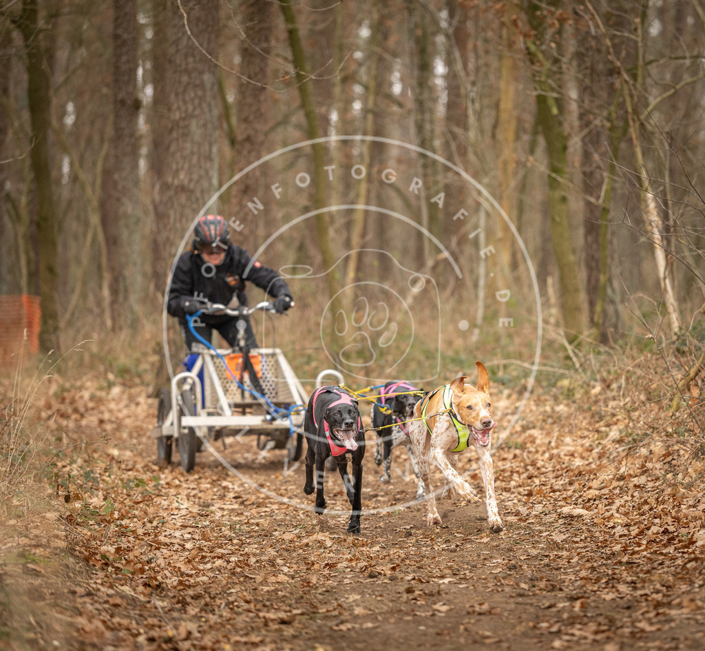 Pfotenfotografie_DV3A8755 | Hundefotografie, Tierfotograf, Pfotenfotografie, Fotoshooting Hund, Hunde Portrait, Hundesport, Hundeportraits, Heideshooting, Hunde, Sportfotograf, Hundefotograf, Turnierhundsport, THS,  - Realisiert mit Pictrs.com