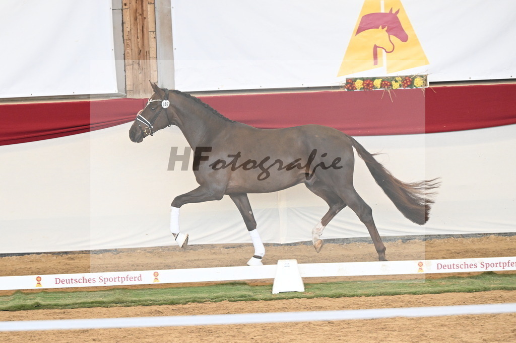 Kat.-Nr. 87 v. Vitalis_Kühnle_3261278 | hf-fotografie - Realisiert mit Pictrs.com
