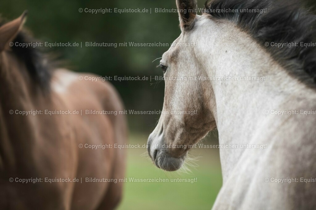 20201005_Fohlen_0076 | equistock