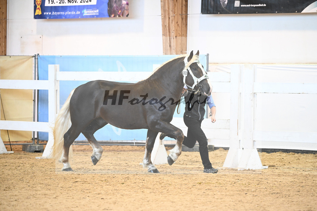 Kat-Nr. 11 v. Dirino_Bauer_6240097 | hf-fotografie - Realisiert mit Pictrs.com