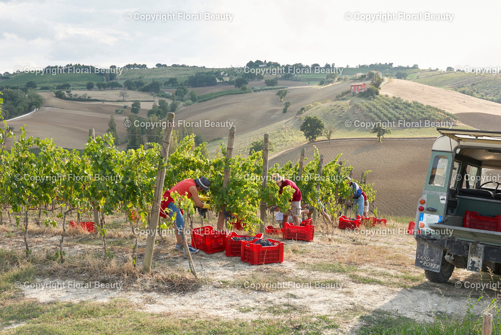 Weingut in Italien | Erntehelfer bei der Weinlese auf Weinberg in Italien - Realisiert mit Pictrs.com