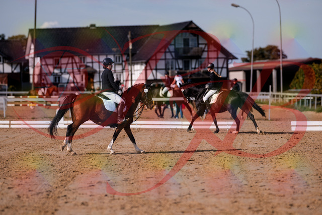 2026_10_03_Siefer-Hof_115619_Z81_96901832 | Professionelle Reitsport-, Turnier- und Eventfotografie von Robert Broda. Galerien mit ausgewählten und bearbeiteten Bildern direkt online ansehen und bestellen.