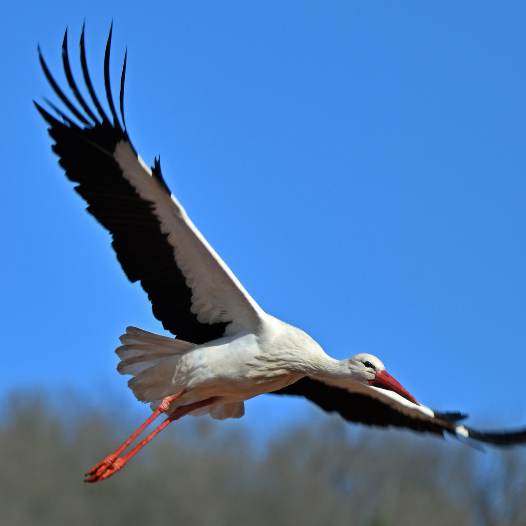 Fliegender Weißstorch | lucisnaturbilder - Realisiert mit Pictrs.com
