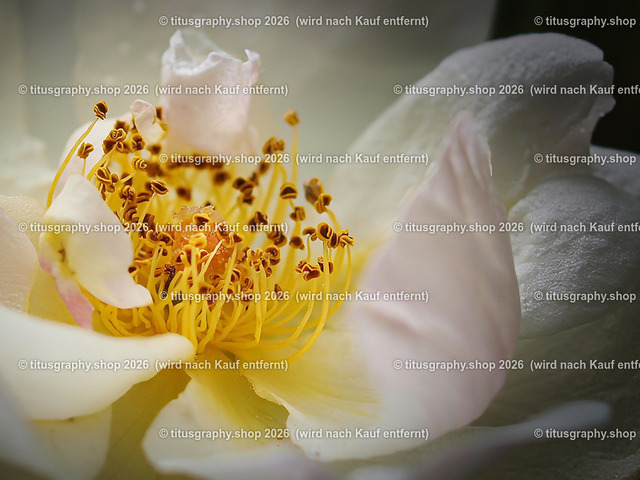 P6080233-titusgraphy-vz-4 | Fotokunstarbeit aus der INSTAGRAM-Gallerie auf titusgraphy.eu - Realisiert mit Pictrs.com