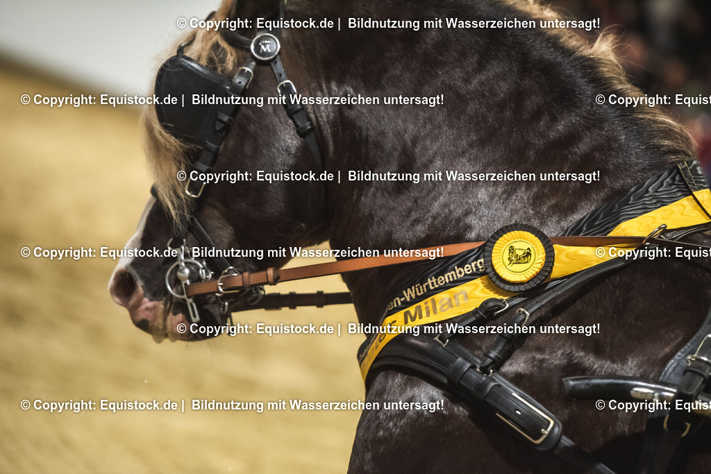 20240302_Hengstvorstellung_Marbach_TOMsPiC_0652 | equistock