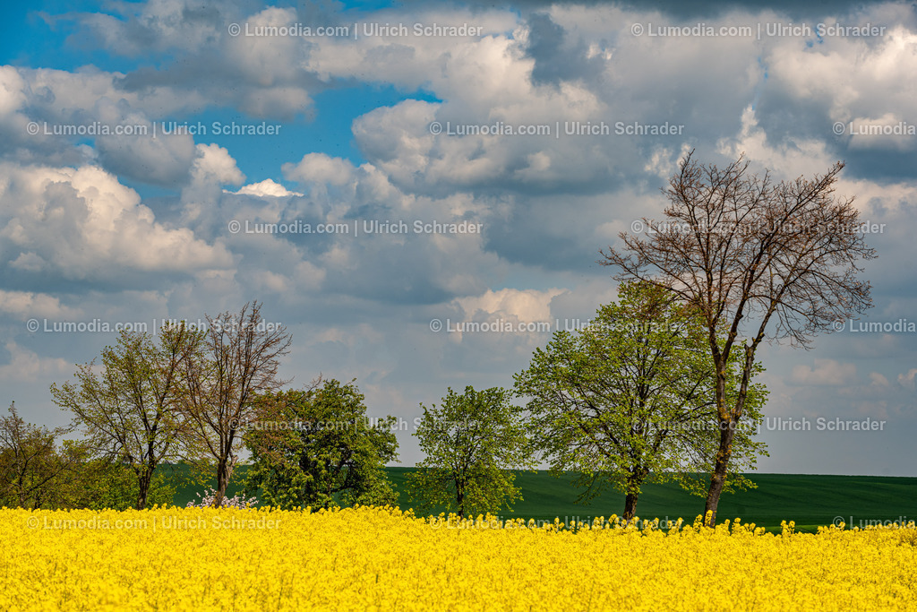 10049-13207 - Blühende Rapsfelder | Stockfoto und Bilderpool mit Bildmaterial aus Deutschland, dem Harz, Halberstadt, Quedlinburg, Wernigerode und weltweit. Qualitativ hochwertige und professionelle Fotos anschauen und kaufen. - Realisiert mit Pictrs.com