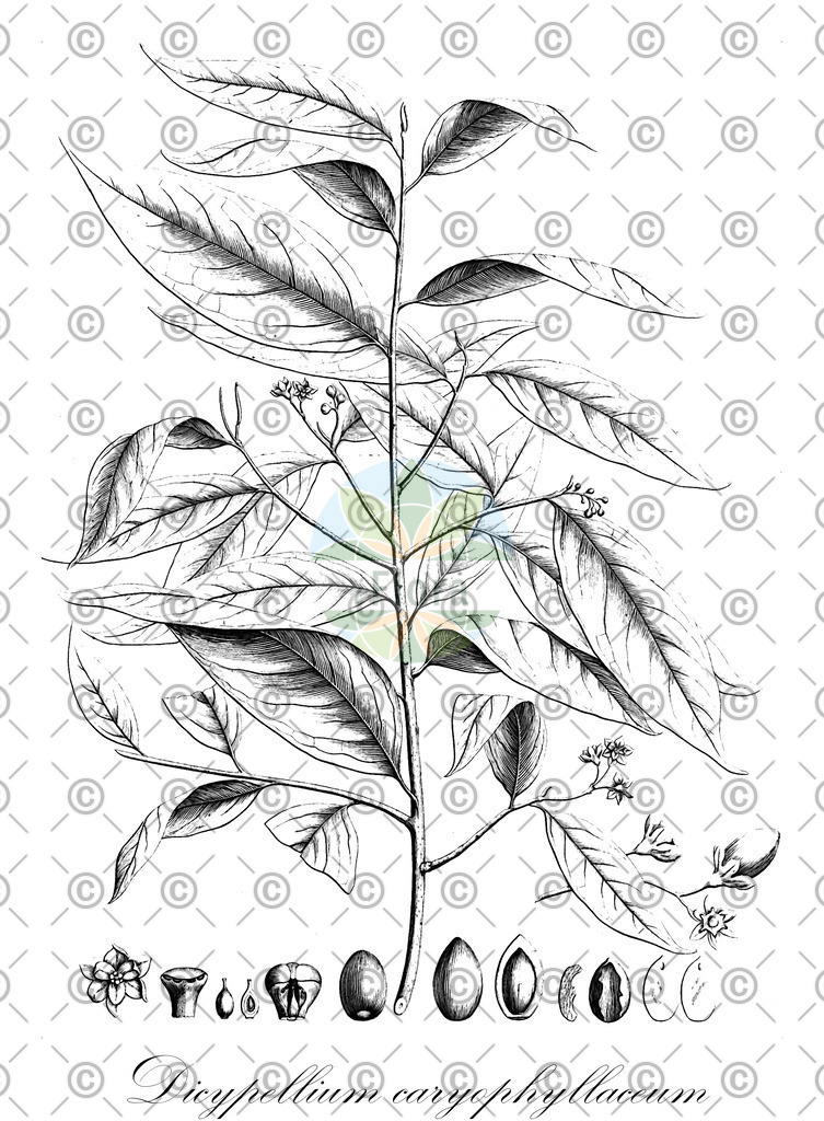 HistAbb_wfo-0000084248_1_ENZY_Simple | Historische Abbildung von Dicypellium caryophyllaceum - Lauraceae | Historical Illustration of Dicypellium caryophyllaceum - Lauraceae
