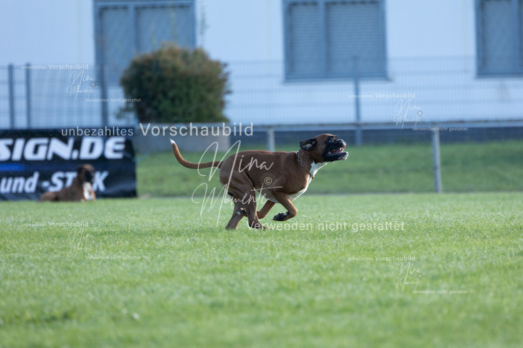 _16A6217 | Einzigartige Fotos von Hunden & Menschen –Actionfotos, Portraits, Vereinsaufnahmen & Paarshootings – authentisch, lebendig & mit Herz.