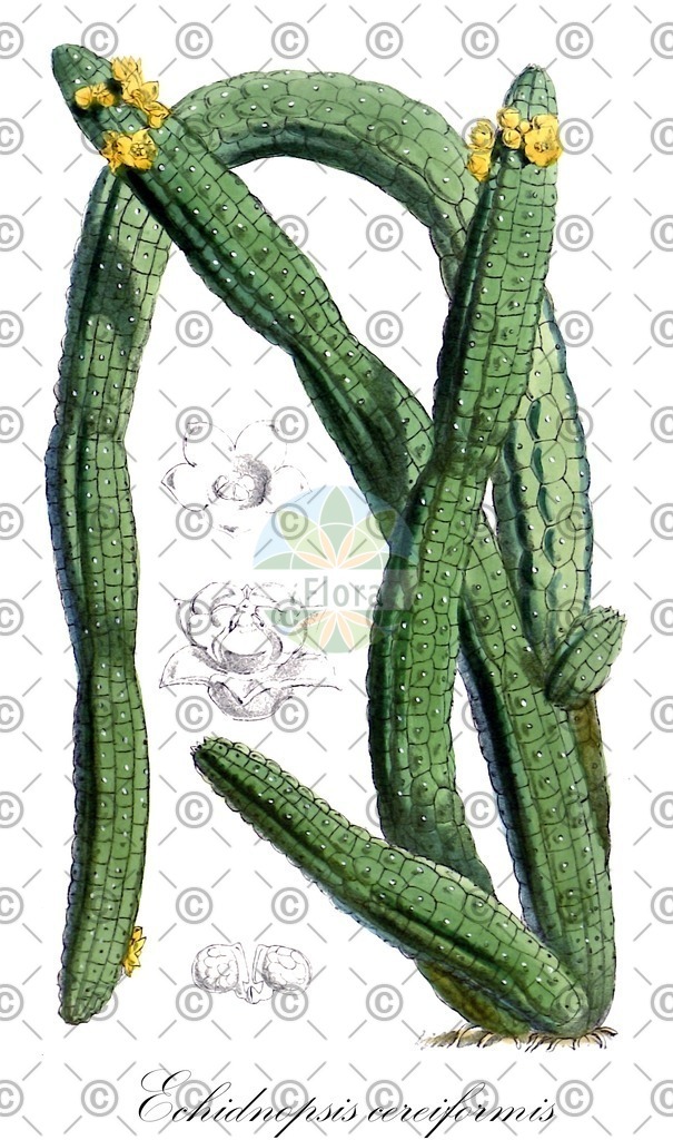 HistAbb_EMP_138528_1_SIMPLE | Historische Abbildung von Echidnopsis cereiformis - Apocynaceae | Historical Illustration of Echidnopsis cereiformis - Apocynaceae